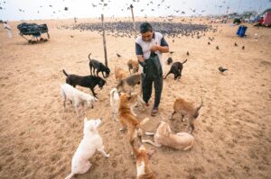 A man feeding multiple stray dogs on a sandy beach with scattered birds in the background.