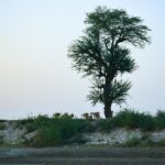 Herd of Sheep