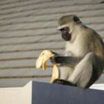 Free stock photo of animals, monkeys, vervet monkeys