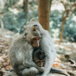 A tender moment between a mother and baby macaque in their natural habitat.