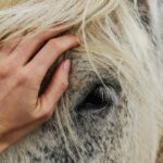 Close-up of a hand gently stroking a white horse's mane, showing affection.
